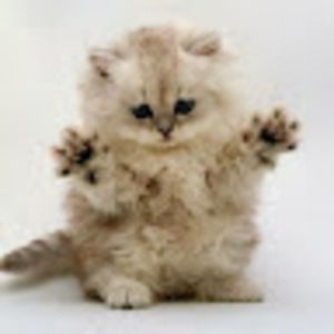 Meet your Posher, Ismael